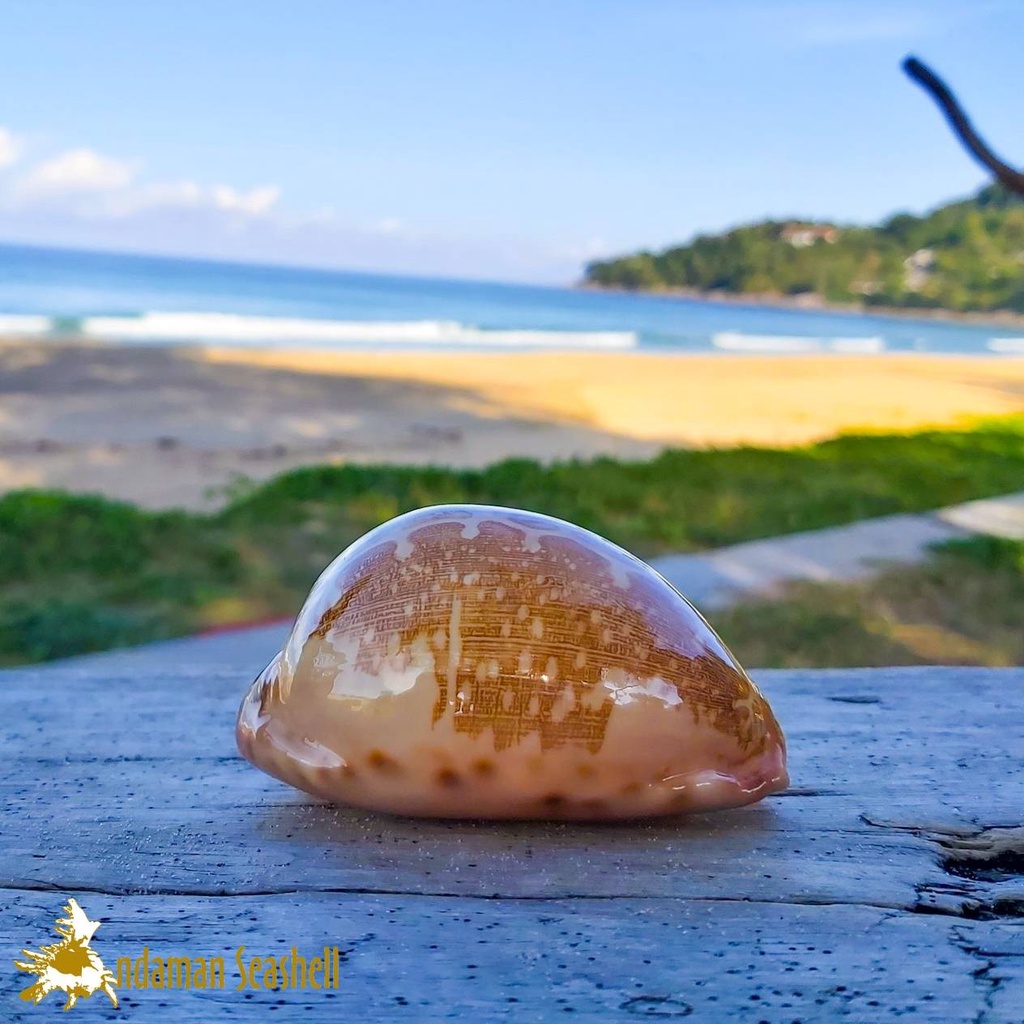 andaman-seashell-เปลือกหอย-เบี้ย-mappa-leporicypraea-mappa