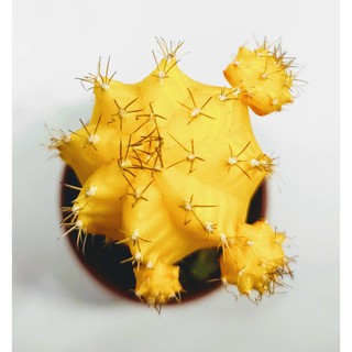 ยิมโนหัวสี (เหลือง)  ขนาดประมาณ 3-5 CM  ยิมโนหัวสีกราฟบนตอ  (Gymno) #cactus #แคตตัส #กระบองเพชร #ไม้อวบน้ำ