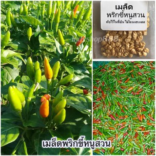 เมล็ดพันธุ์ พริก พริกขี้หนูสวน 70 เมล็ด [10 แถม 1 คละได้]