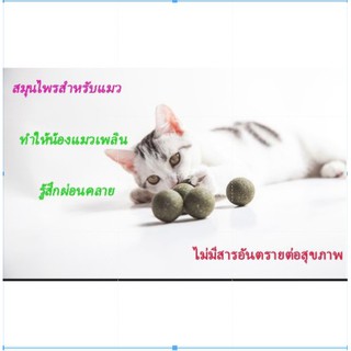 สินค้า #P018-ผงมิ้นท์ สมุนไพรน้องแมว  ( 3.5Cm ) catmint #P018