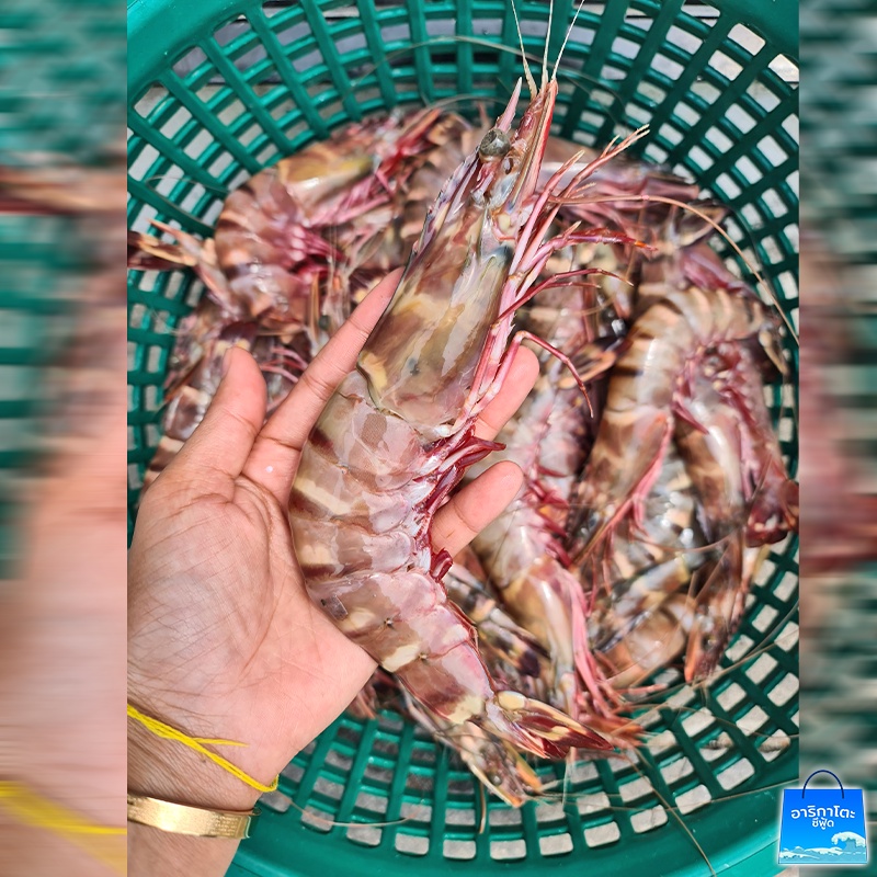 กุ้งลายเสือ-2กิโลจากทะเลใต้-ไซส์m