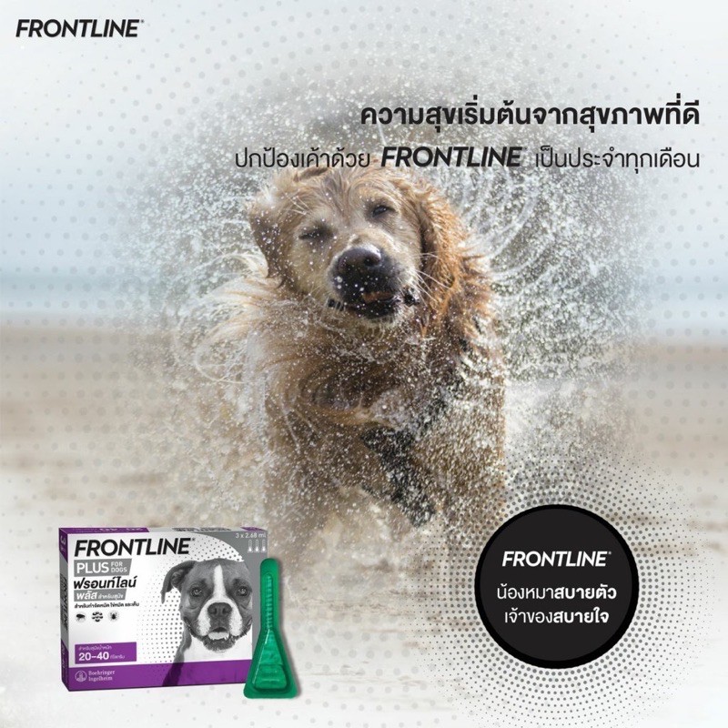 frontline-plus-หมา-แมว