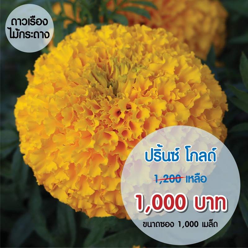 aga-shop-เมล็ดดาวเรืองปริ้นซ์-โกลด์-1000-เมล็ด