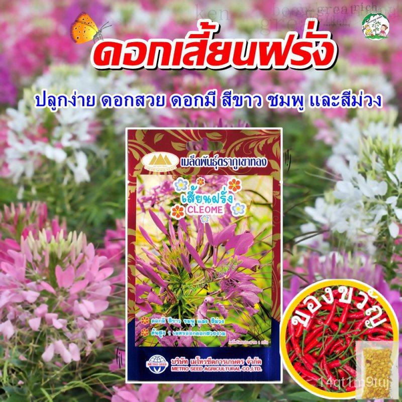 เมล็ดดอกเสี้ยนฝรั่ง-cleome-เมล็ดผักเสี้ยนฝรั่ง-เมล็ดพันธุ์ผักเสี้ยนฝรั่ง-เมล็ดพันธุ์พืชดอกไม้-เมล็ดดอกไม้-ตราภูเขาทอง-เม