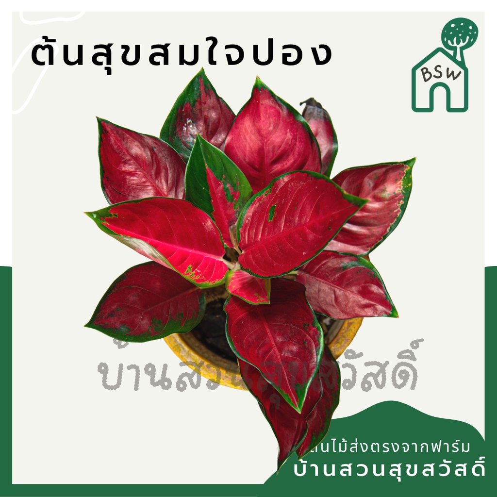 สุขสมใจปอง-ในกระถาง-3-นิ้ว-อโกลนีมา-ไม้มงคล-นิยมให้เป็นของขวัญผู้ใหญ่