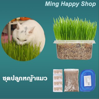 สินค้า Ming หญ้าแมว ชุดปลูกข้าวสาลี ชุดหญ้าแมว ครบชุด(เมล็ด+กล่อง+ดิน) พร้อมส่ง