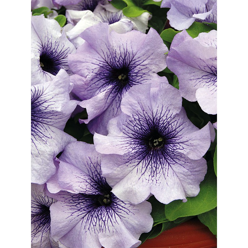 aga-shop-เมล็ด-พิทูเนีย-สี-เวน-petunia-vein-100-เมล็ด