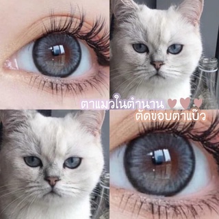 ✨Gray ขนาดตาโต ☀️กรองแสง uv ✔️จดทะเบียนเป็นเครื่องมือแพทย์ถูกต้อง 🇰🇷เลนส์เกาหลีนำเข้าถูกต้อง🇰🇷