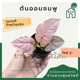 ต้นออมชมพู PINK SYNGONIUM กระถาง 3 นิ้ว