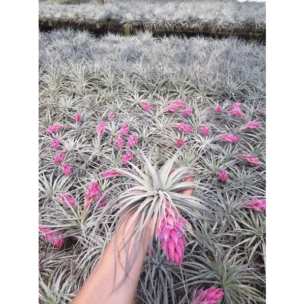 โปรโมชั่น50-ต้น-tillandsia-cotton-candy-คอตตอนแคนดี้