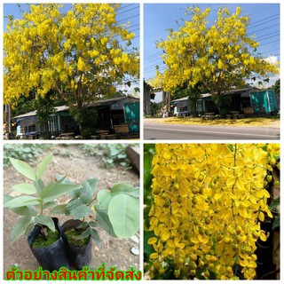 (2ต้น) (ขาย ต้นพันธุ์) ดอก ต้น คูนเหลือง  ราชพฤกษ์ สีเหลือง สี เหลือง happy คูณ ต้นคูณ ดอกคูณ คูน คูณ ต้นคูน ดอกคูน