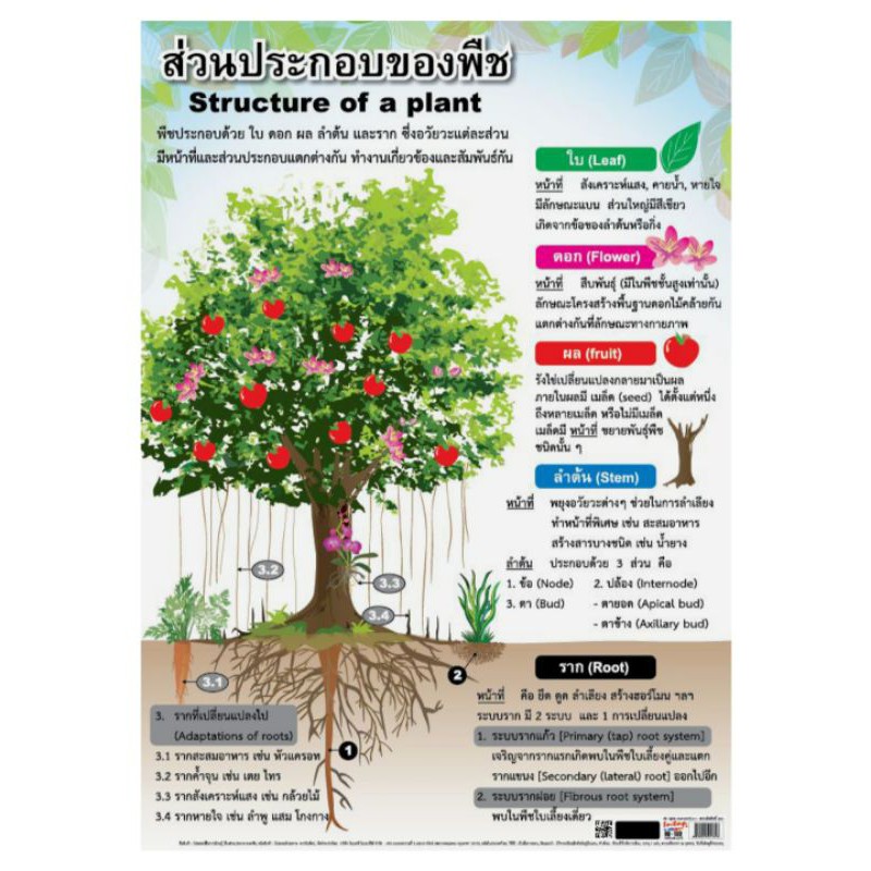 ส่วนประกอบของพืช-eq-132-โปสเตอร์หุ้มพลาสติก