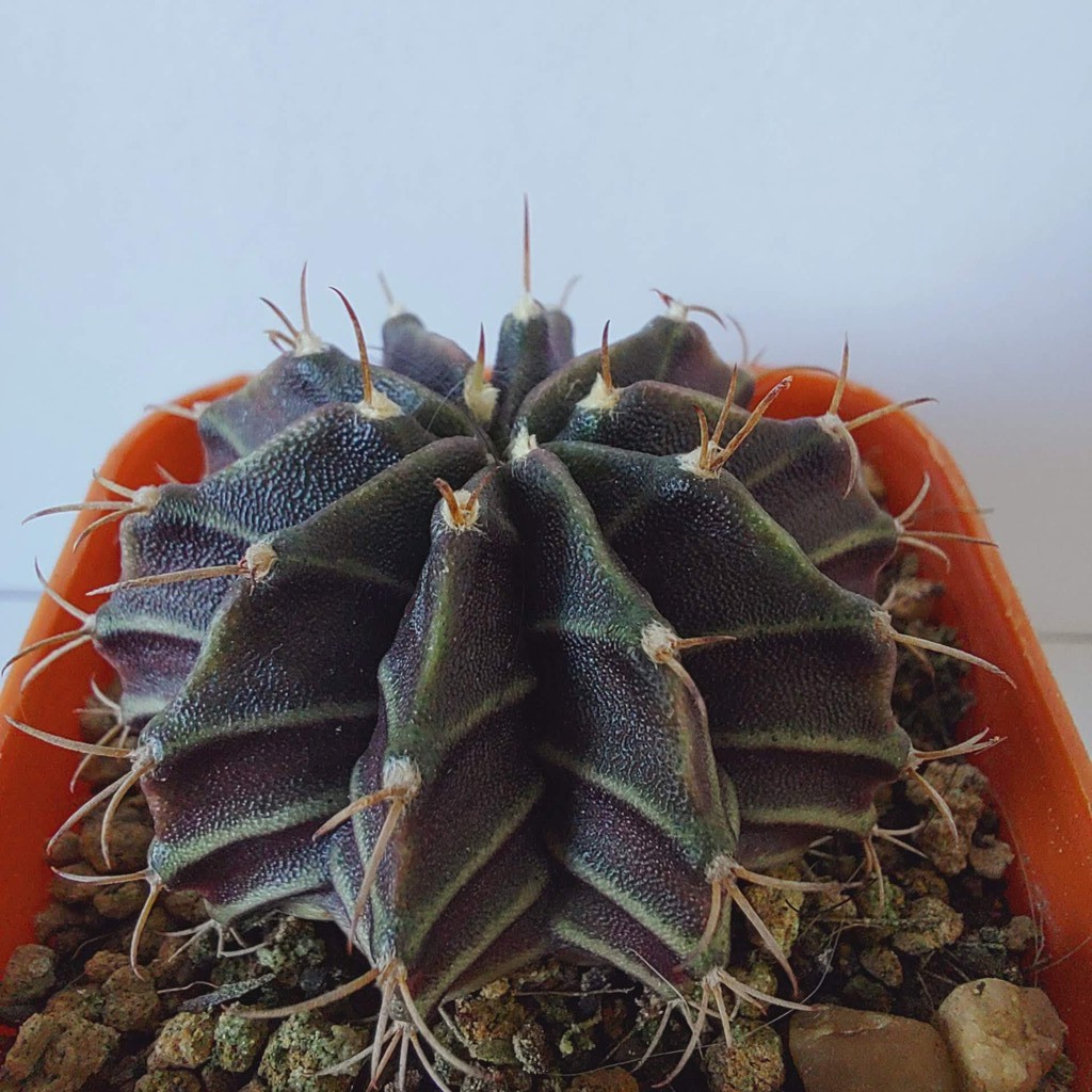 ยิมโน-กระบองเพชร-gymnocalycium-กระบองเพชร-แคคตัส