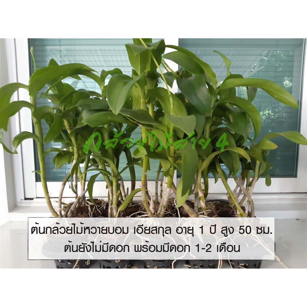 ภาพสินค้าต้นกล้วยไม้หวายบอม เอียสกุล กระถาง 4 นิ้ว อายุ 1-2 ปี พร้อมให้ดอก ความสูง 50 ซม. (Dendrobium Sonia Earsakul Plant) จากร้าน bangkokgreen บน Shopee ภาพที่ 1
