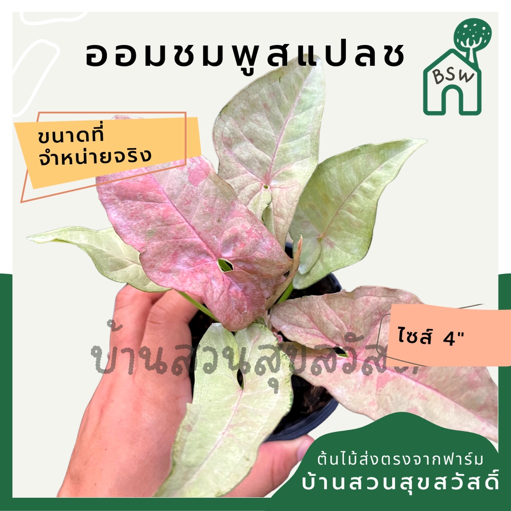 ออมชมพูพิ้งค์สแปลช-กระถาง-4-นิ้ว-syngonium-สีสวยหวาน-pink-splash