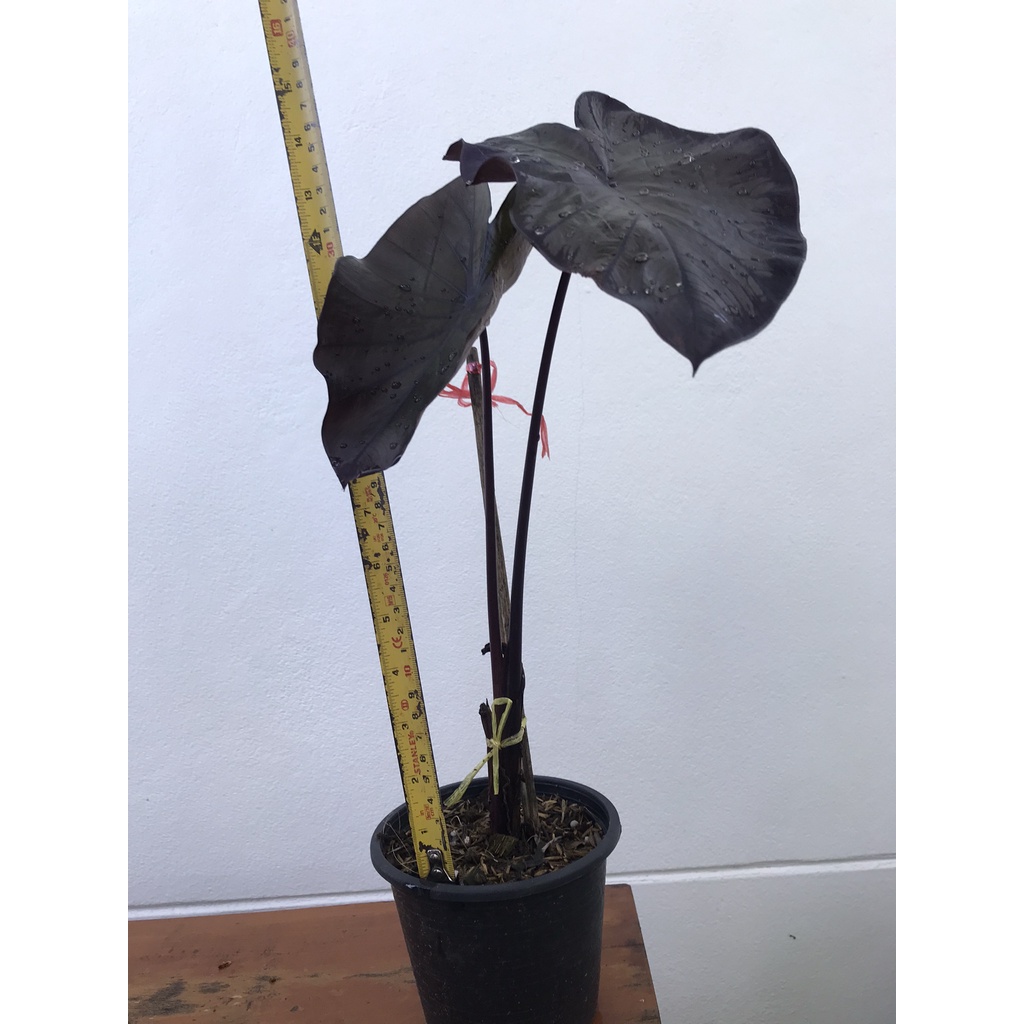 colocasia-black-coral-ได้สินค้าตามรูป-อ่านรายละเอียดก่อนสั่งซื้อ