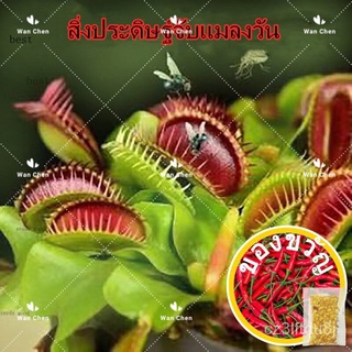 เมล็ดพันธุ์ seeds man โปรโมชั่น ไม้กินแมลงปากาบหอยแครงปากแดง (Venus Flytrap Seed（นี่มันเมล็ดพืช ไม่ใช่พืช!）