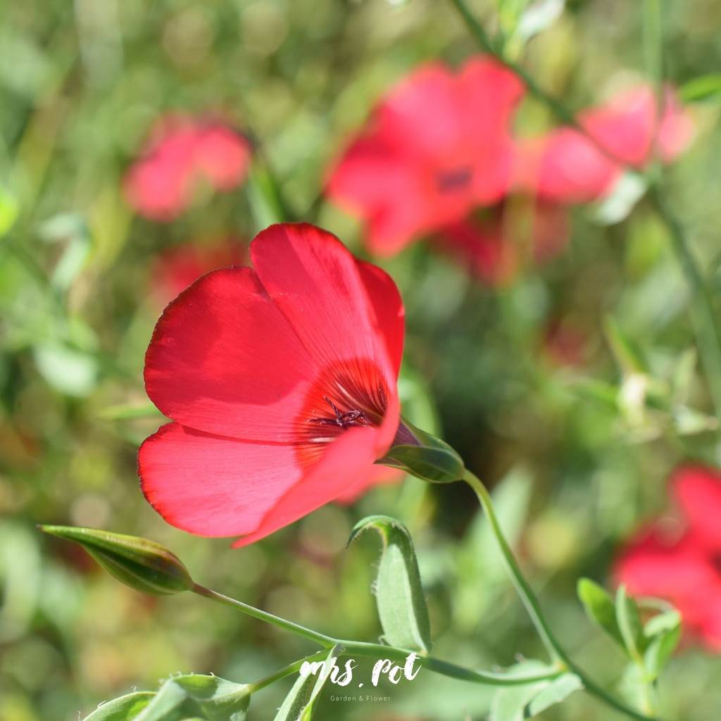 เมล็ดดอกไม้กินได้-scarlet-flax