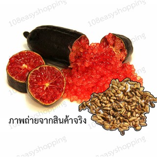 มะนาว มะนาวนิ้วมือ มะนาวคาเวียร์ &lt; Red Champagne &gt; Finger Lime Citrus australasica Rutaceae เกษตรกร เพาะพันธุ์