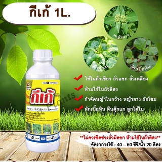 กีเก้ 1L.โฟมีซาเฟน สารกำจัดหญ้า ใบกว้าง ในถั่วเขียวผิวมัน ถั่วเขียวผิวดำ ถั่วเหลือง สารกำจัดวัชพืช