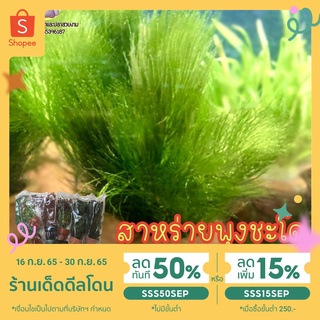 ราคาและรีวิวลด20% โค้ด MTRPDSEP9 | สาหร่ายพุงชะโด สวยใส่ในตู้ได้เลยค่ะ