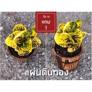 ต้นโกสนพันธุ์ แผ่นดินทอง ไซส์เล็ก กระถาง 5" สูง 15-20 เซนติเมตร ซื้อ 10 แถม 1  (จัดส่งแบบถอดกระถาง+รับประกันสินค้า)