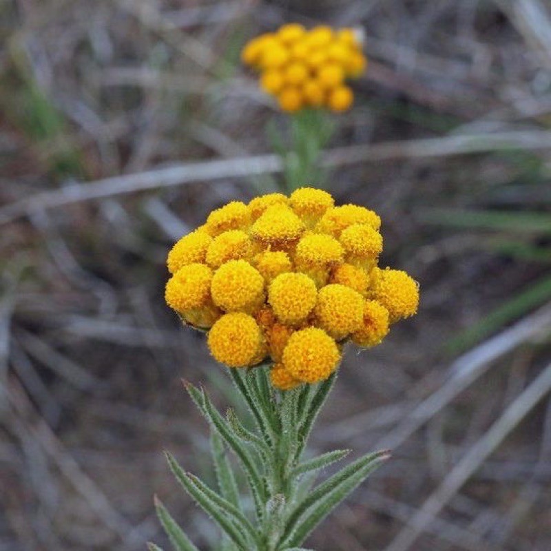 เมล็ดพันธุ์ ดอกเดซี่ ช่อสีเหลือง (Clustered Everlasting Daisy) บรรจุ 20 ...