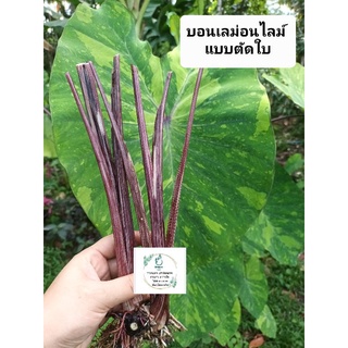 Colocasia บอนเลม่อนไลม์ ส่งแบบตัดสด มีราก ตัดใบ