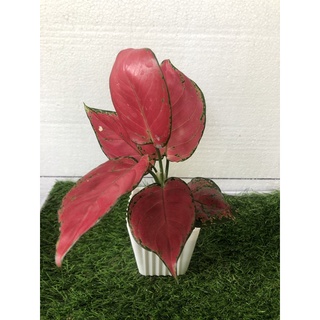 seeds Aglaonema Super Red Suksom Liveplant  เมล็ดพันธ50 เมล็ด (ไม่ใช่พืชที่มีชีวิต)