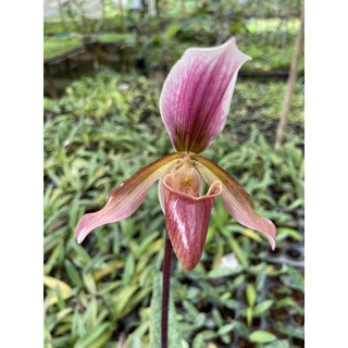 กล้วยไม้รองเท้านารีโรสิตา Paphiopedilum Rosita 1 ต้น