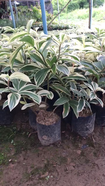 วาสนามหาสุข-เอื้องหมายนา-ไม่ด่าง-ด่าง-dracaena-sp-variegated