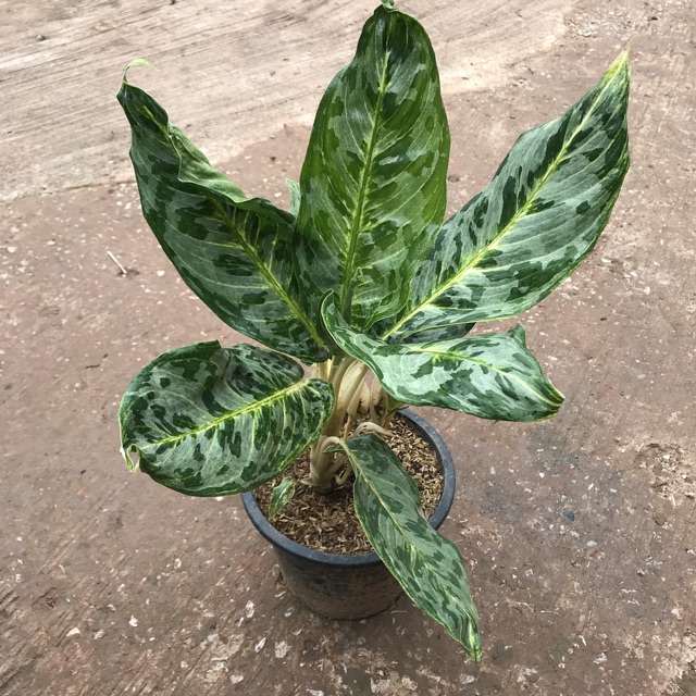 อโกลนีมาพูนทรัพย์-aglaonema-sp-phunsap