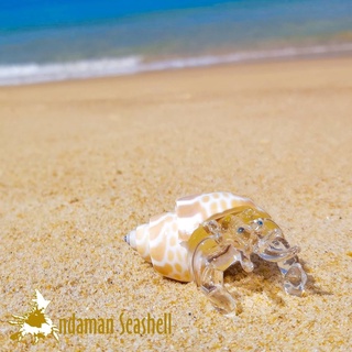 Andaman seashell  แก้วเป่าติดเปลือกหอย รูปปูเสฉวน ติดเปลือกหอย 12