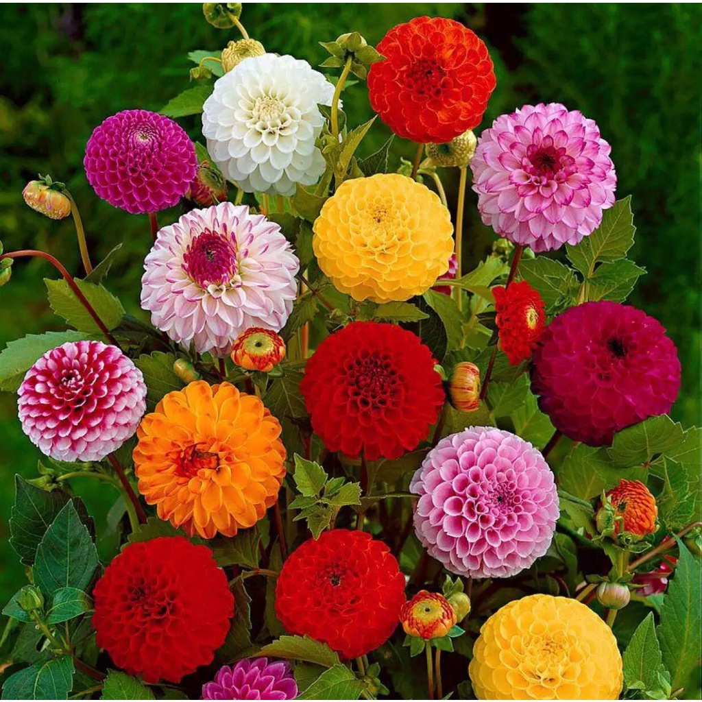 เมล็ดพันธุ์-ดอกบานชื่นคละสี-100-เมล็ด-mixed-zinnia-flower-seed-เมล็ดพันธุ์แท้-ดอกบานชื่นซ้อน-เมล็ดบานชื่น