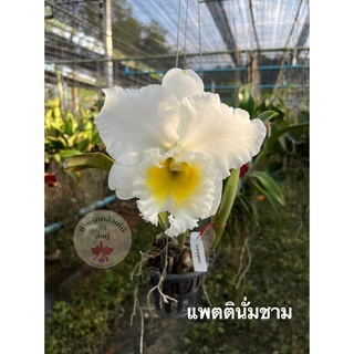 กล้วยไม้แคทลียา แคทลียา แพตตินั่มชาม ดอกไม้ กล้วยไม้  ต้นกล้วยไม้ สวยงาม🌺