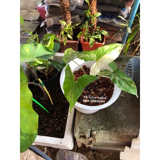 ต้นเงินไหลมาด่างขาว ฮอลแลนด์ (Syngonium podophyllum) เงินไหลมาด่างชมพู เงินไหลมาด่างเหลือง