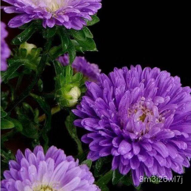 เมล็ดพันธุ์-ถูก-คละ-200pcs-bag-aster-chrysanthemum-seeds-bonsai-plant-flower-seeds-ต้นไม้มงคล-ต้นไม้จิ๋วจริงเมล็ดดอกไม