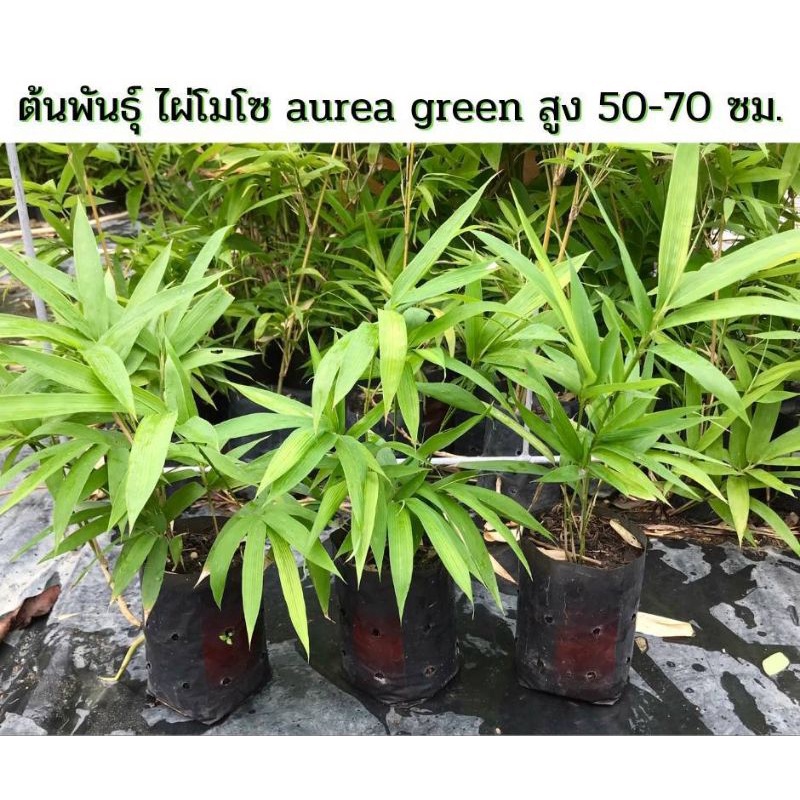 ไผ่โมโซเขียว-phyllostachys-aurea-green-ไผ่ประดับ-ไผ่สวยงาม