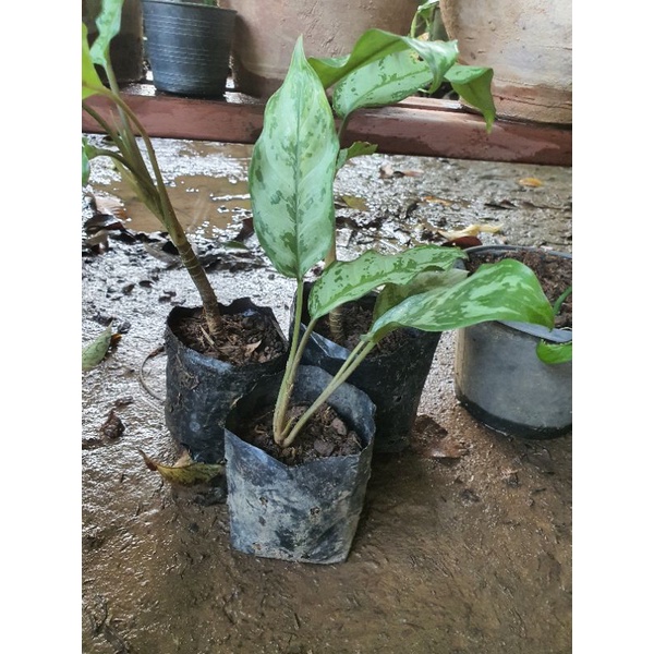 เขียวหมื่นปี-ว่านขันหมาก-aglaonema-อโกลนีมา-ไม้มงคล