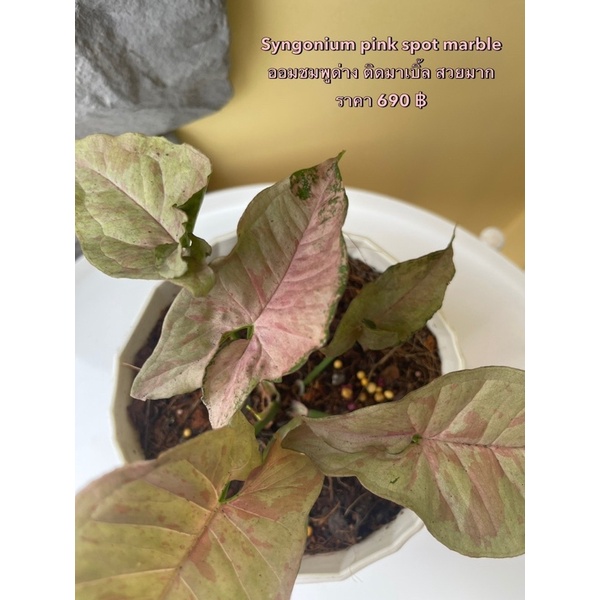 ออมชมพูด่าง-pink-sport-mable-syngonium-pink-sport-mable