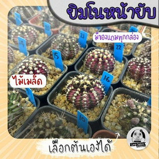 ยิมโนหน้ายับ (เลือกต้นได้) ไม้เมล็ด ลูก Trex/Tluk ( ต้นกระบองเพชร Gymnocalycium )  Set B🌵ต้นแคคตัส❤️