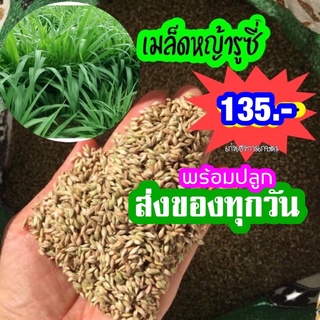 ถูกกว่านี้ ไม่มีเเล้ว ❌❌💯เมล็ดหญ้ารูซี่ 1 กก. 135บาท