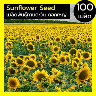 [100เมล็ด] เมล็ดพันธ์ุ ดอกทานตะวันดอกใหญ่ ทานตะวัน ดอกทานตะวัน ทานตะวัน Sunflower Seed โชว์ดอกใหญ่ สวยงาม