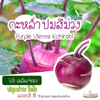 เมล็ดพันธุ์กะหล่ำปม สีม่วง 50เมล็ด อัตราการงอก95% ปลูกง่าย โตไว (แถมฟรี เมล็ดผักทุกออเดอร์)