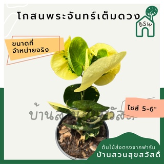 โกสนพระจันทร์เต็มดวง กระถาง 5-6 นิ้ว ต้นโกสน เป็นไม้แดด ไม้ด่างสวย ใบสีสันสดใส