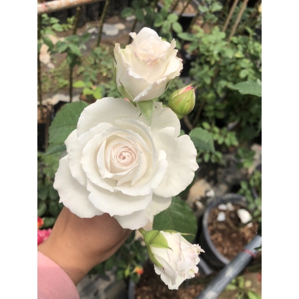Tree rose Creed Roseงานติด4ตา ต้นสูง 130-140cm กรี๊ด กรี๊ด กรี๊ด ดอกหอม ...