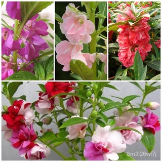 （เมล็ดพันธุ์ ถูก คละ）บอนสี เมล็ดพันธุ์ ดอกเทียนไทย Henna Impatiens Balsamina Seeds บรรจุ 50 เมล็ด ต้นไม้ประดับ ต้นดอกไม้