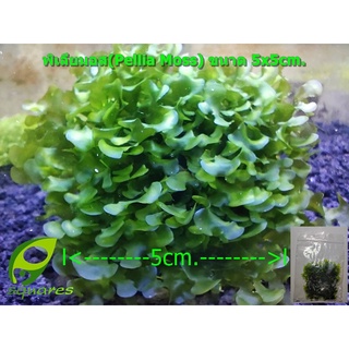 พิเลียมอส(Pellia Moss) พันตะแกรง5x5cm.และแบบไม่พัน