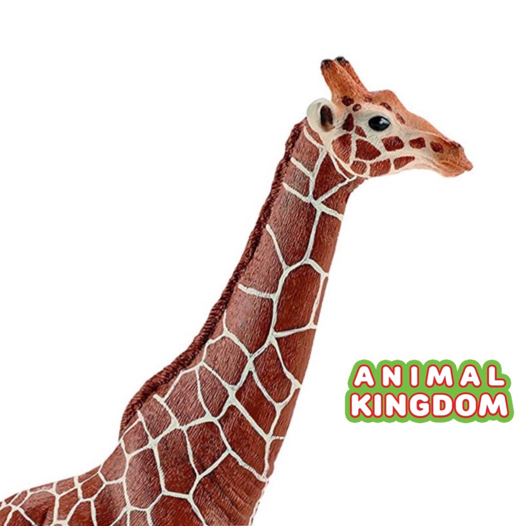 animal-kingdom-โมเดลสัตว์-ยีราฟ-ขนาด-17-00-cm-จากหาดใหญ่