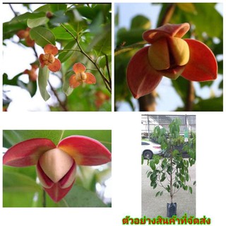 (ขาย ต้นพันธุ์) (ความสูง80-100cm) ต้น ดอก ลำดวนแดง ต้นลำดวนแดง ไม้หอม ลำดวน หรือ ดอกหอมนวล เบนซ์ น้องลีโอ